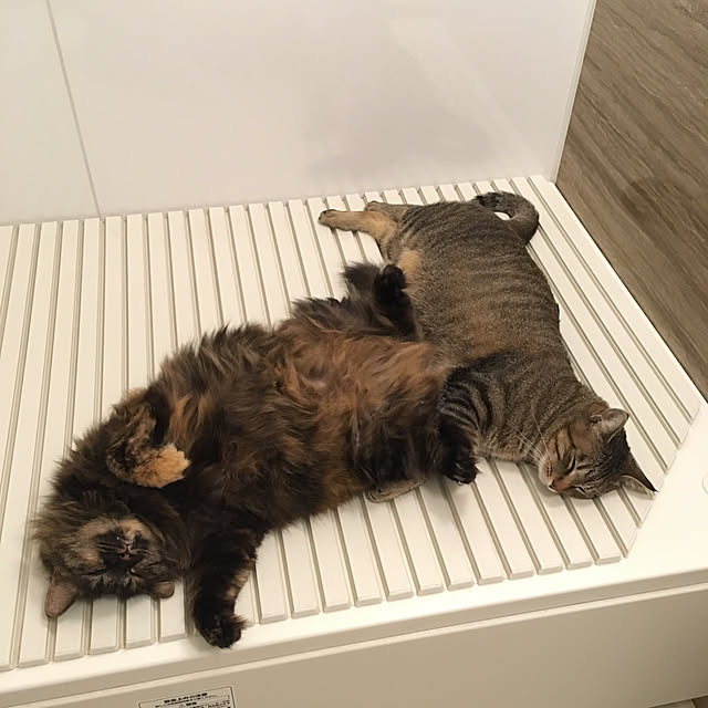 mikomaruさんの実例写真