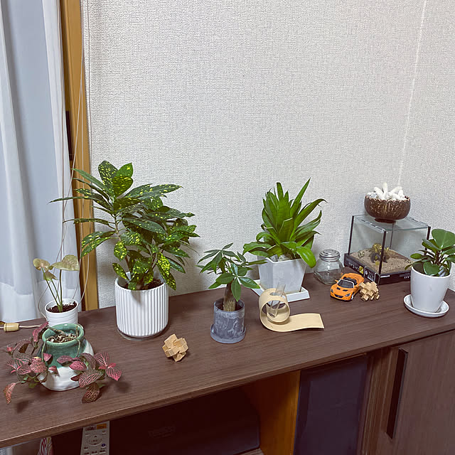 観葉植物/棚のインテリア実例 - 2023-03-25 19:01:09