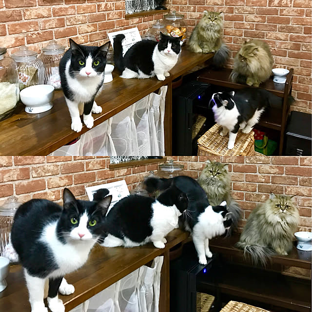 butachanさんの実例写真