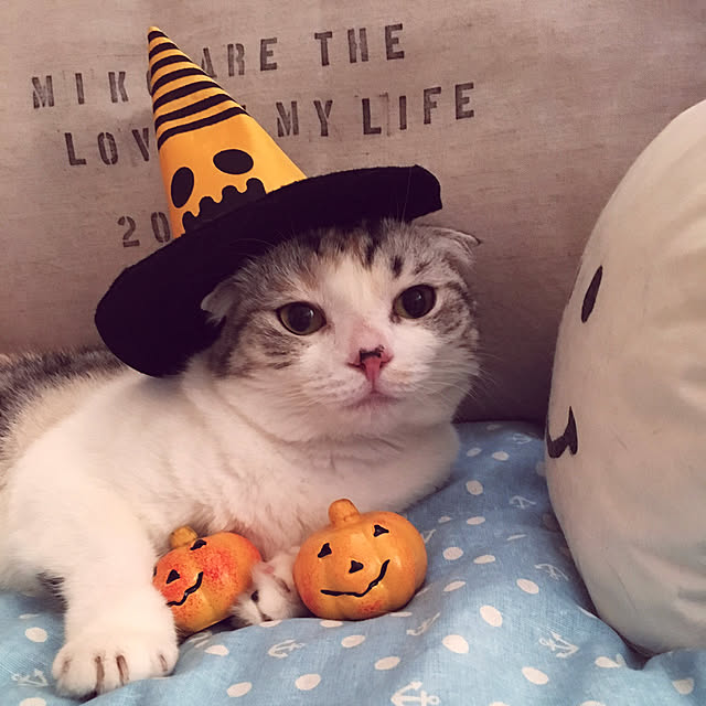 ワッツ♡/ハロウィン/ねこのいる日常/Instagram始めました/猫と暮らす...などのインテリア実例 - 2022-10-11 20:50:39