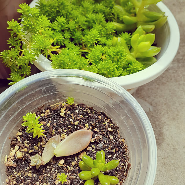 chisaviさんの実例写真