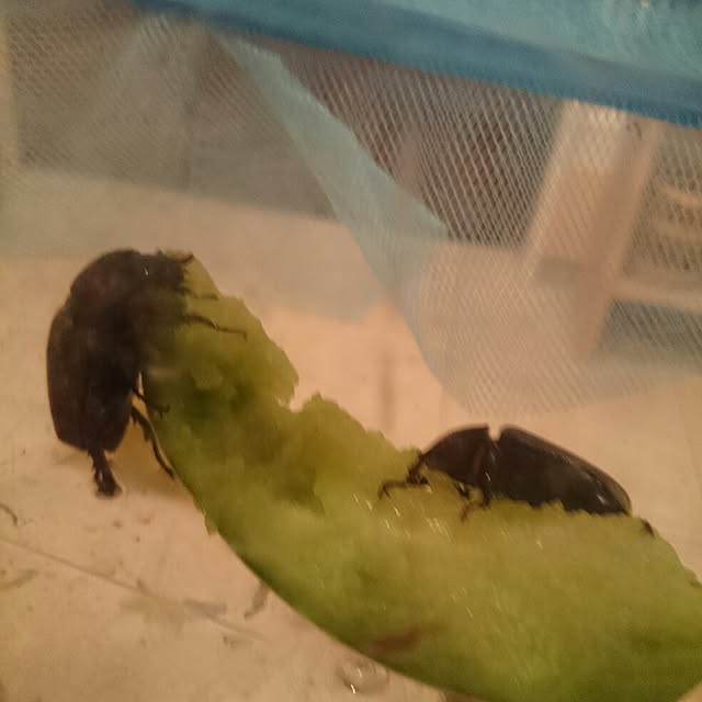 makotoさんの実例写真