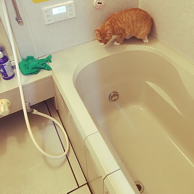 CATさんの実例写真