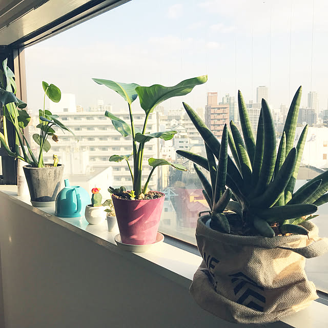 観葉植物/棚のインテリア実例 - 2018-02-17 08:33:32