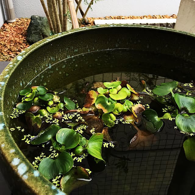 marucoさんの実例写真