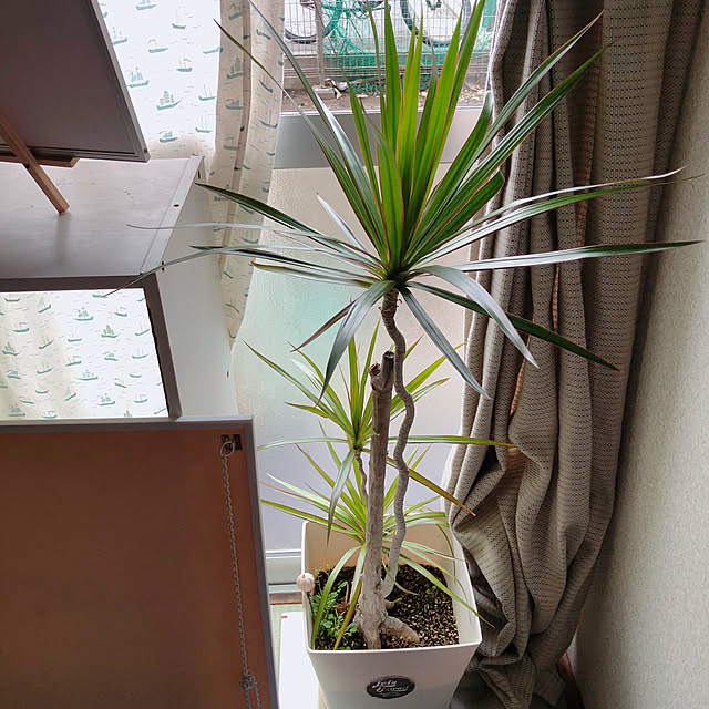 Malamaさんの実例写真