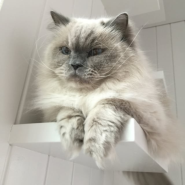yuchiさんの実例写真