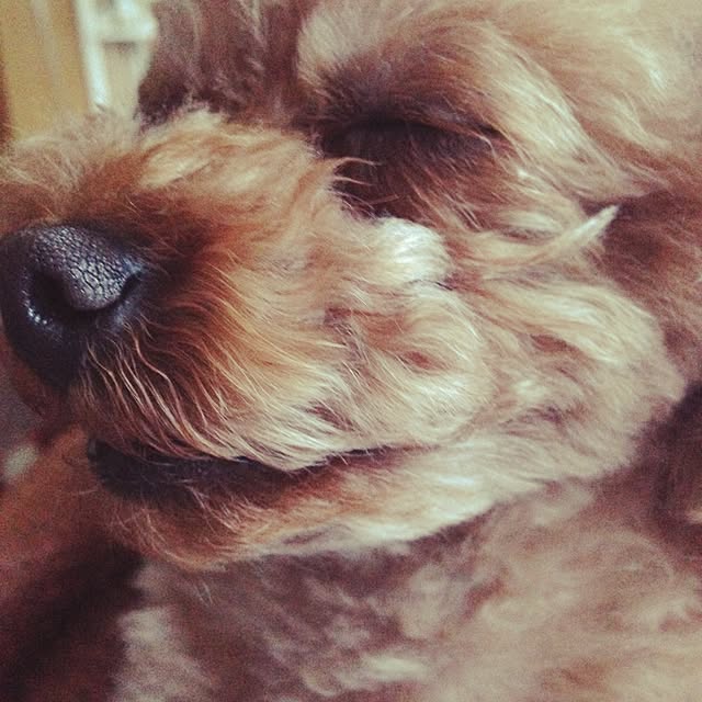 sakuraさんの実例写真