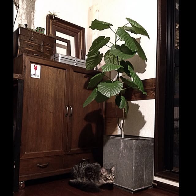 jnkaiさんの実例写真