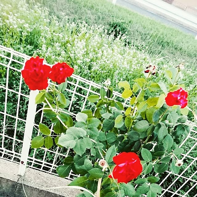 MISTさんの実例写真