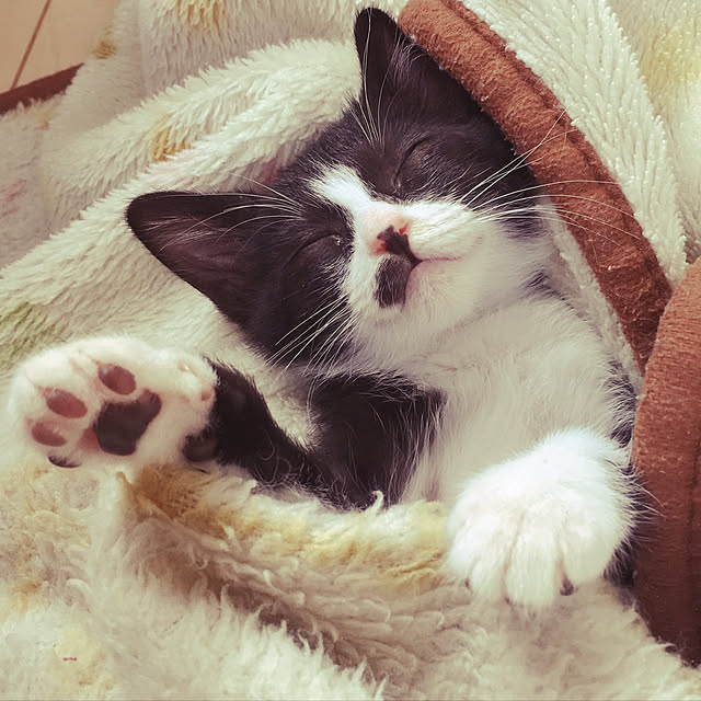 nekoさんの実例写真