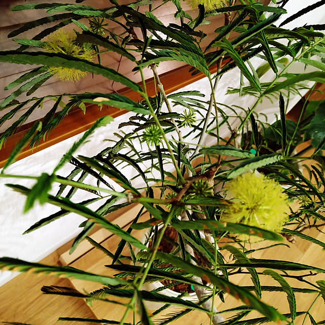 部屋全体/観葉植物のインテリア実例 - 2022-07-03 19:58:39
