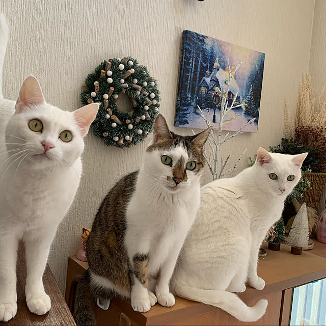 kuntaさんの実例写真