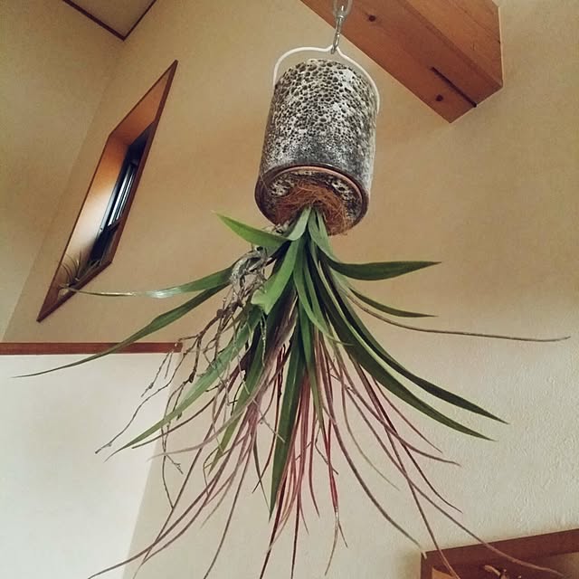 mioさんの実例写真