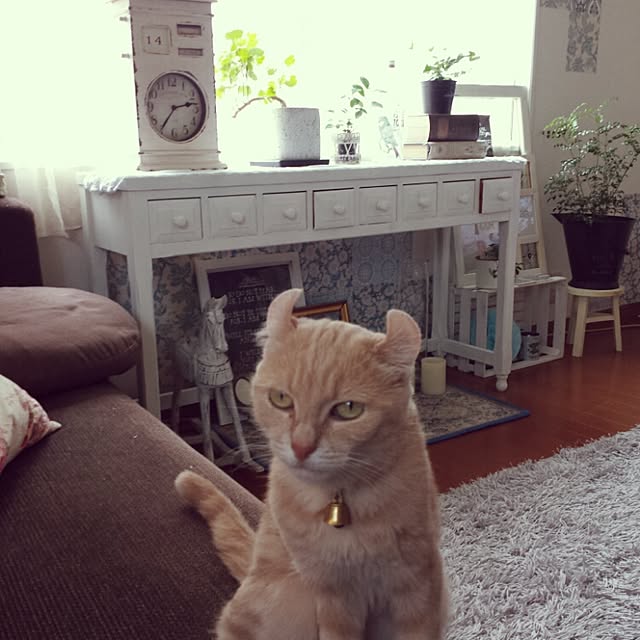 cottonさんの実例写真