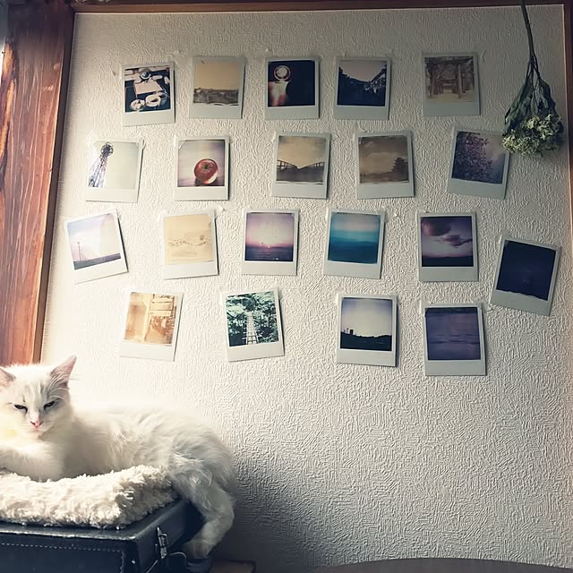 Chekaさんの実例写真