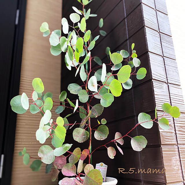 R.5.mamaさんの実例写真