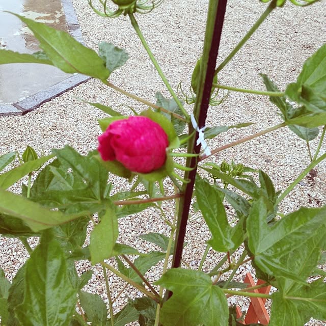 konatsuさんの実例写真