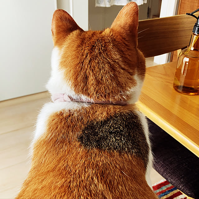 mariさんの実例写真