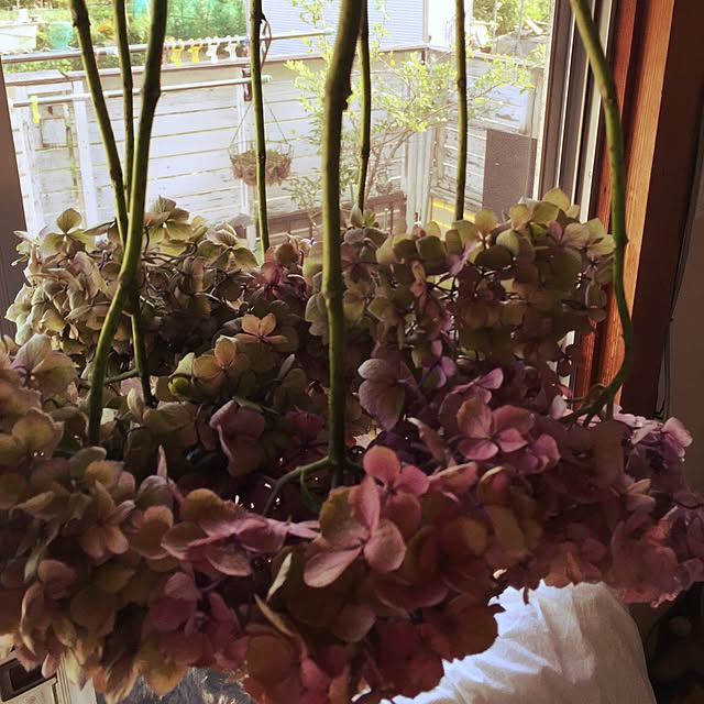 hyuirochanさんの実例写真