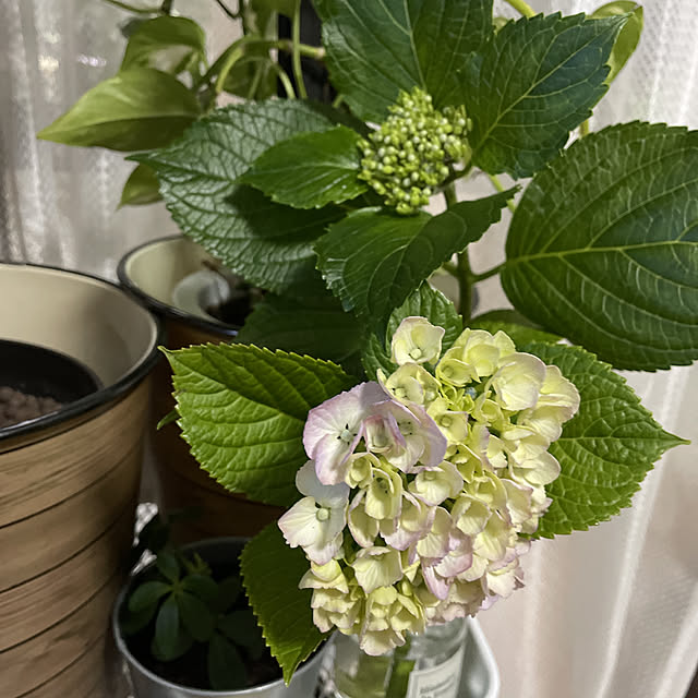 yomiyomiさんの実例写真