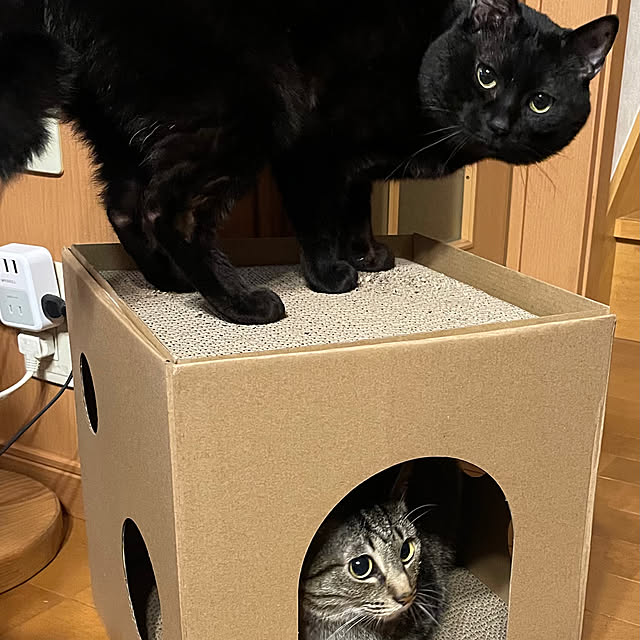 cottontailさんの実例写真
