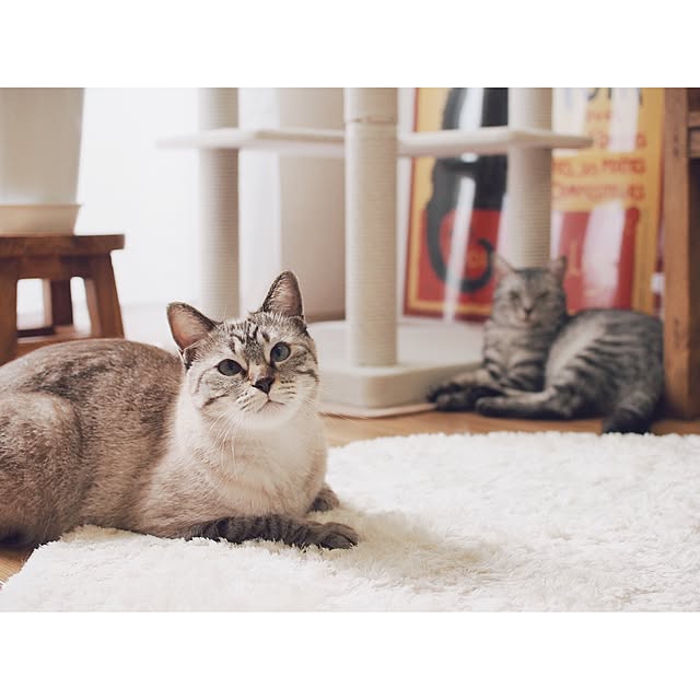 ineko_kさんの実例写真