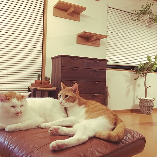 kazuminさんの実例写真