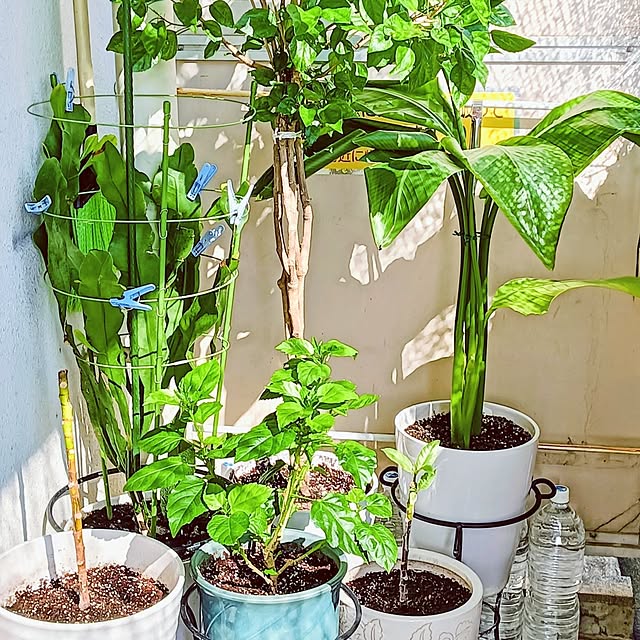 hanachanさんの部屋