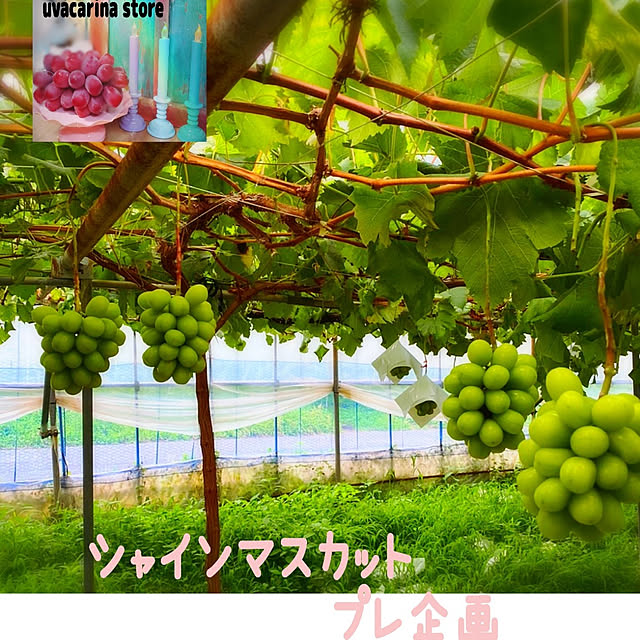 cherrycherryさんの実例写真