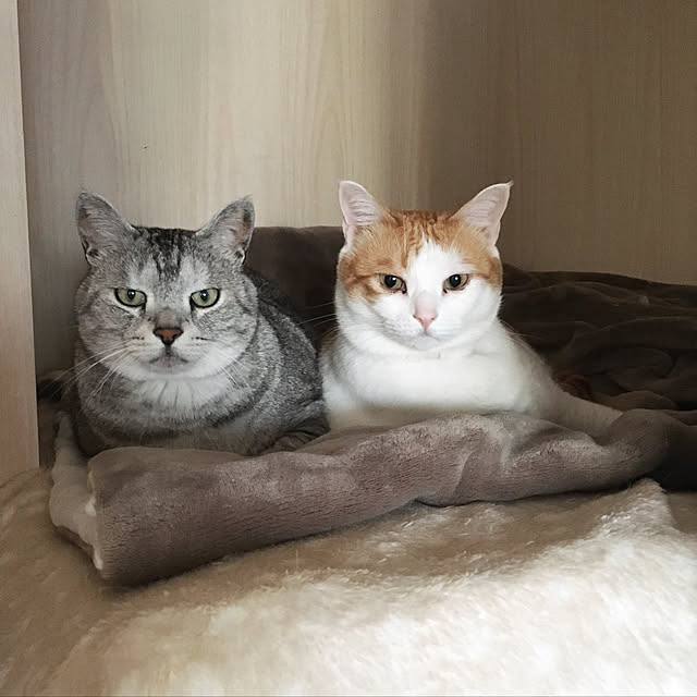 bikkeさんの実例写真