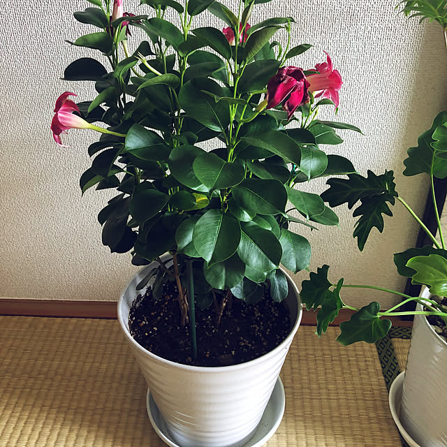 hanachanさんの実例写真