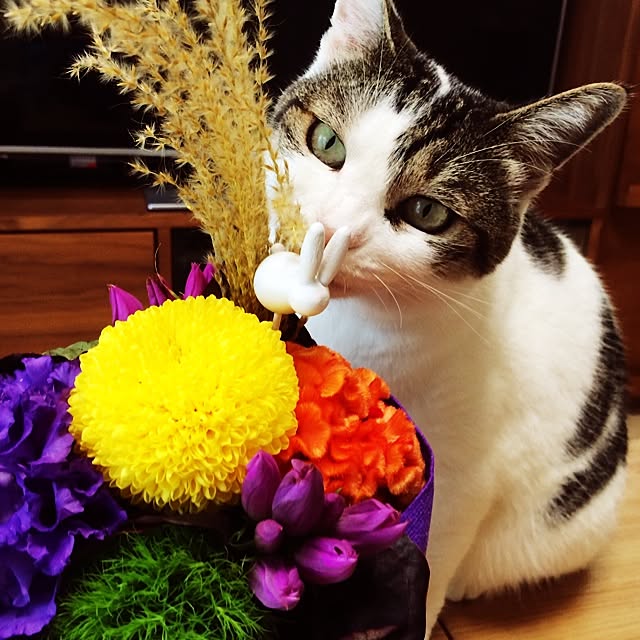 tigerさんの実例写真