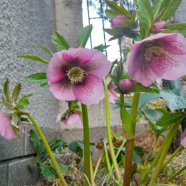 Rさんの実例写真