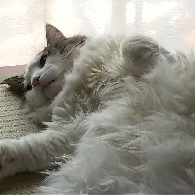 実例写真