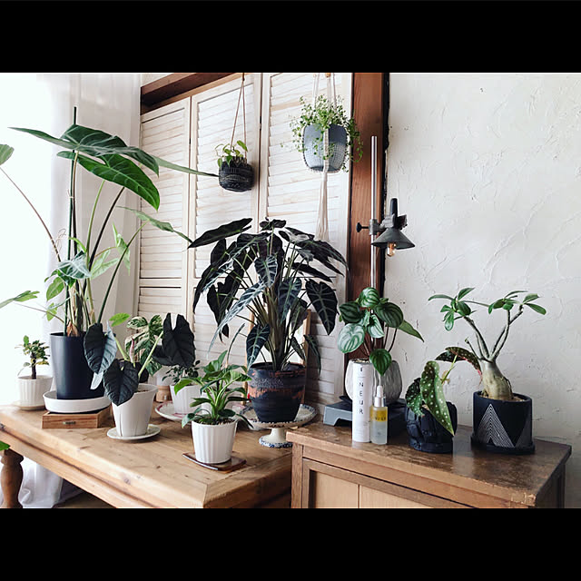 机/観葉植物/植物/インテリア/アンティーク...などのインテリア実例 - 2023-08-27 10:26:10