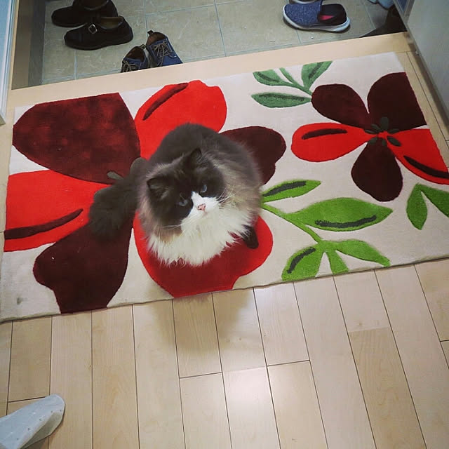 実例写真