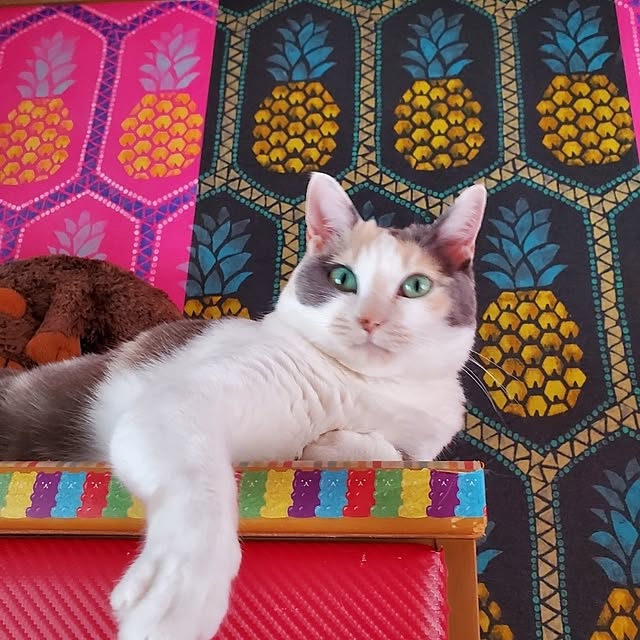 実例写真