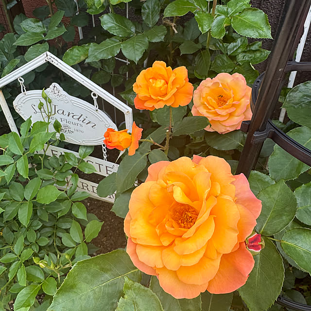 RoseLife5818さんの部屋