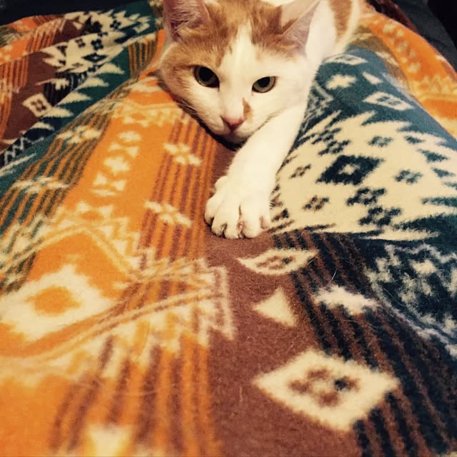 ziziguguさんの実例写真