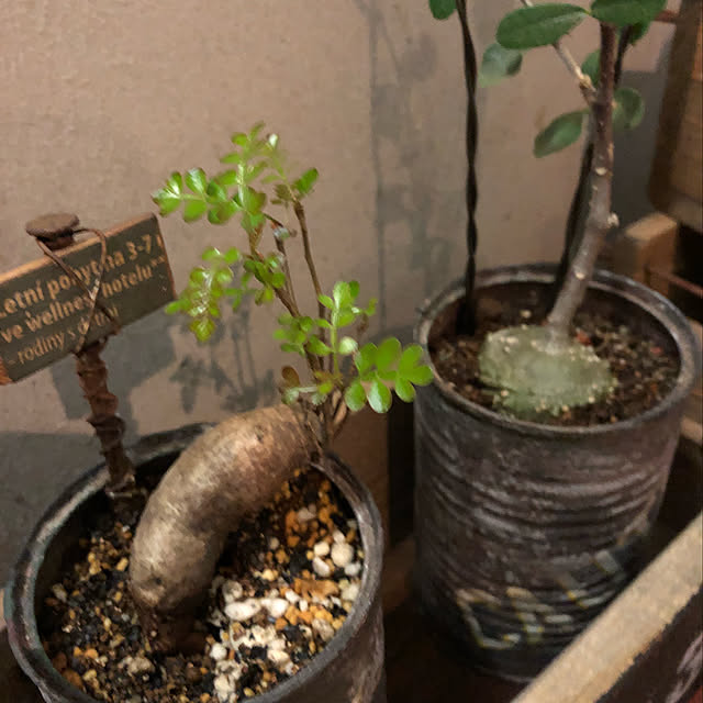 Hiroshiさんの実例写真
