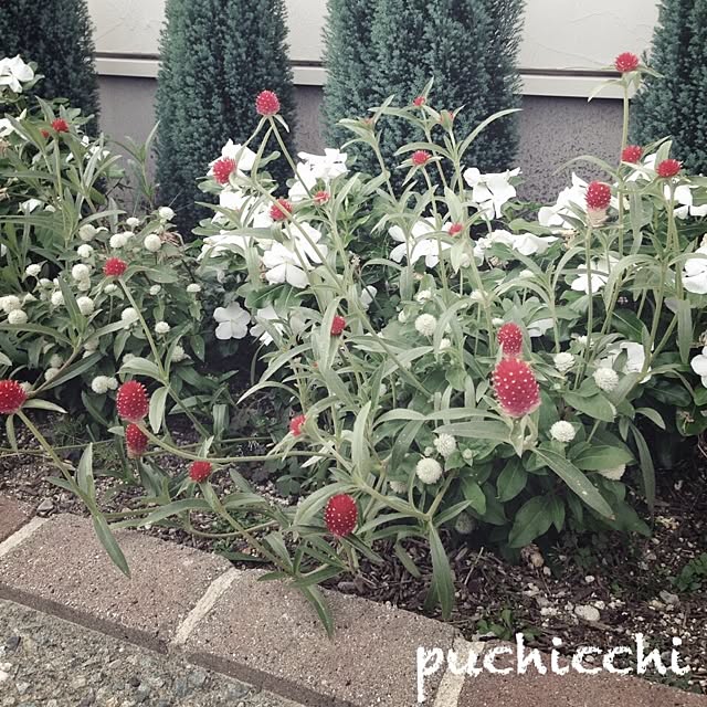 puchicchiさんの実例写真