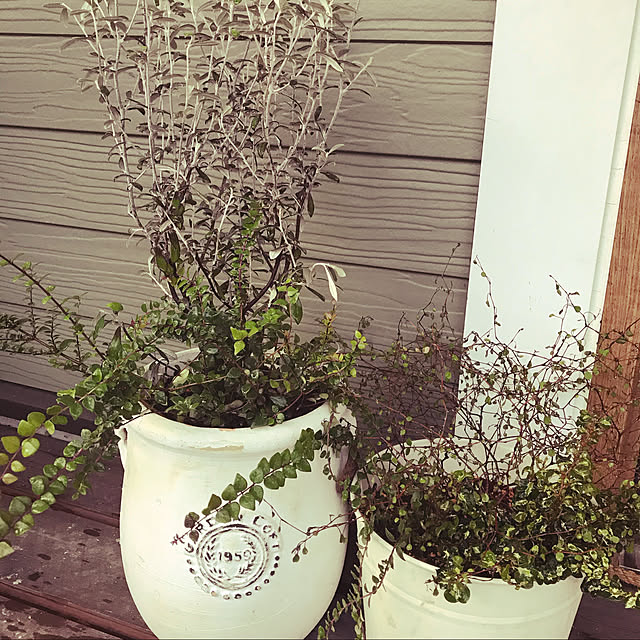 多肉植物のある暮らし/多肉植物/多肉植物寄せ植え/癒し♡/ナチュラル...などのインテリア実例 - 2020-07-08 18:41:34