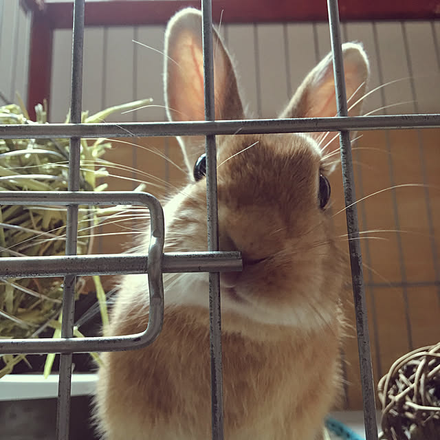 mariさんの実例写真