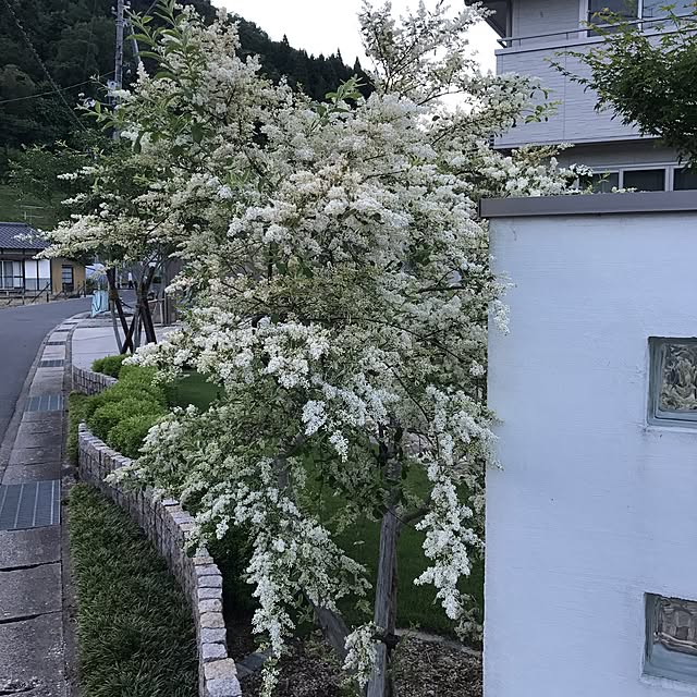 kinakoさんの実例写真