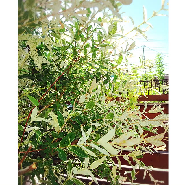 mintcatさんの実例写真