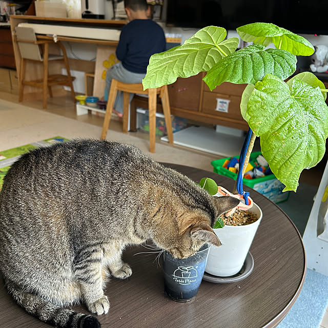 mikomaruさんの部屋