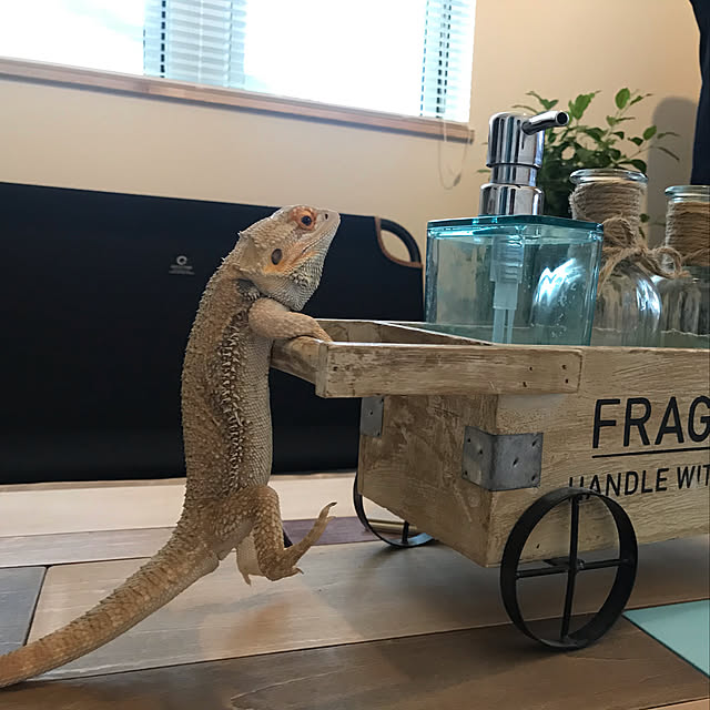japitonさんの実例写真