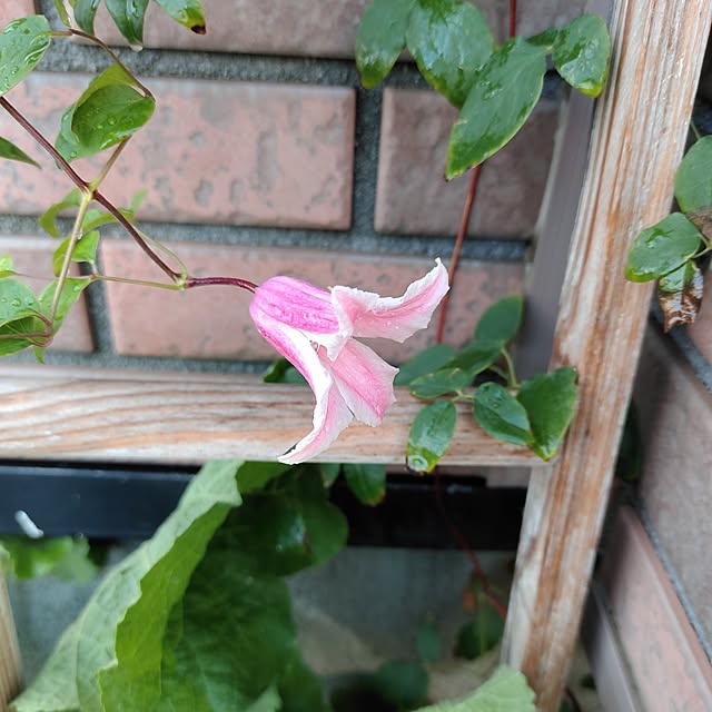 kiraさんの部屋