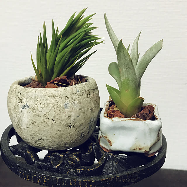 coroさんの実例写真
